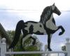 Photo for VILLAGE SADDLERY and HARNESS