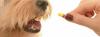 Photo for Companion Animal Drugs Market - Global Industry Insights, Trends, Outlook, and Analysis, 2017-2025