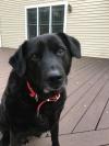 Photo for Happy Tails of South Jersey