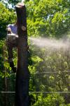 Photo for Strecker Tree Service