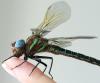 Photo for dragonfly