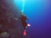 Photo for Dive indonesia