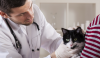 Photo for Veterinary Orthopedics