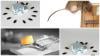 Photo for Affordable Pest Management