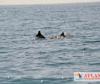 Photo for Dolphin Safari in Goa