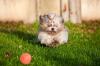 Photo for Pet Food Junction