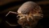 Photo for Best Pest Control Services in Southampton