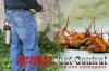 Photo for Possum Removal Canberra | Act Fast Pest Control