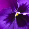 Photo for Lynde Greenhouse & Nursery
