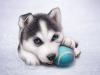 Photo for Groom - Dog Care With Love
