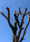 Photo for Get The Best tree Surgeon in Waterlooville