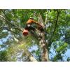 Photo for Kansas City Tree Removal Company