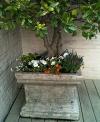 Photo for Low Maintenance Perennials for Northeast Gardens