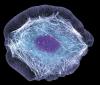 Photo for Global Single Cell Analysis Market – Trends and Opportunity