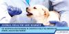 Photo for Pet Adoption And Increase In Livestock Fuels The Growth Of Animal Healthcare Market