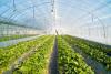 Photo for Greenhouse Irrigation System explored in latest research