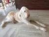 Photo for Wiggles & Wags Grooming
