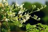 Photo for New report shares details about the Global Moringa Ingredients Market