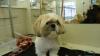 Photo for Get The First Class Dog Groomer in Essex