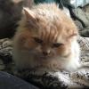 Photo for Get  The Best Cat sitting Services in London