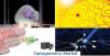 Photo for Optogenetics Market - Global Industry Insights, Trends, And Opportunity Analysis, 2017-2025