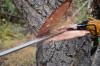 Photo for Find The Best Tree Surgeon Sevenoaks