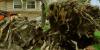 Photo for Spartanburg Tree Care