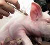 Photo for Swine Respiratory Disease Treatment Market - Global Industry Insights, 2025