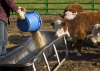 Photo for Farm Animal Drug Market: Driving Factors Analysis, Forecast (2017-2024)
