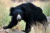 Photo for Wildlife Sanctuaries In Rajasthan