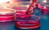 Photo for Global Animal Stem Cell Therapy Market 2017 Forecast to 2022