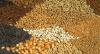 Photo for Hybrid Seeds Market Challenges and Demand 2025