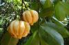 Photo for Global Garcinia  market demand for weight control food products