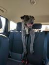 Photo for Scrappys Pampered Pets Inc.