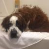 Photo for Bark N Call Pet Shop & Grooming