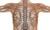 Photo for Global Fibrodysplasia Ossificans Progressiva Drug Market 2018