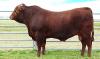 Photo for American breeds of cattle | Isa Beefmasters