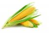 Photo for Organic Corn Market by Supply Chain Analysis, Share, Region and Forecast To 2022