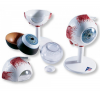 Photo for Global Eye Anatomical Model Market Forecast to 2022