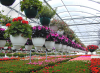 Photo for Global Floriculture Market Forecast to 2022