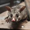 Photo for All About Pest Control
