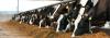 Photo for Animal Feed Micronutrients Market - Rising Demand for High Quality Animal Based Products