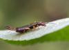 Photo for Darman Pest Control
