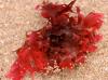 Photo for Astaxanthin Market Outlook and Demand 2025