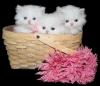 Photo for Cats Creation