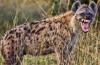 Photo for Top 10 MOST EXQUISITE WILDLIFE SAFARI DESTINATION IN INDIA