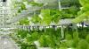 Photo for Vertical Farming Market Growing with Healthy CAGR by 2024
