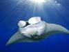 Photo for Best Diving in Nusa Penida