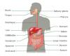 Photo for Digestive health products market in diet food product as natural, vegetarian, gluten-free, dairy-free, vegan, organic, lactose-free, high-fibre