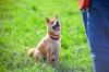 Photo for SLO County Dog Training